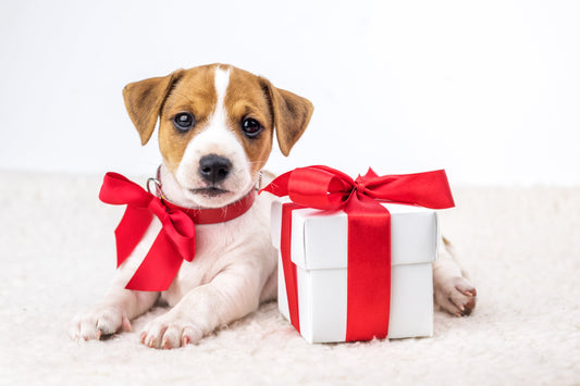 New Puppy for the Holidays? Here’s How to Prepare