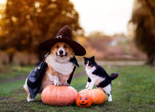 No Tricks, Just Treats: Maintaining Healthy Skin and Coat for Halloween
