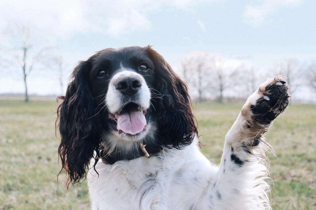 Black and white dog in a field pet supplement
