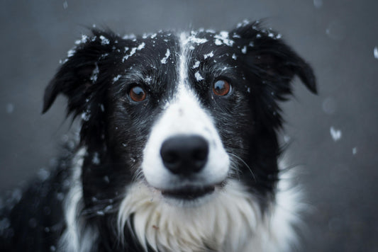 Pet Immunity Boosters for Winter Preparation