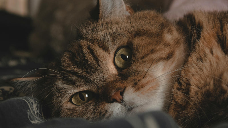 Why Your Cat Gets Diarrhea After Eating Human Food (And What to Do)