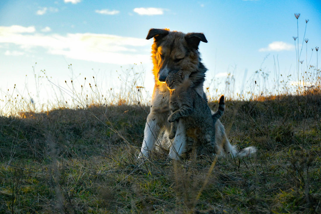 Calming Supplements for Dogs & Cats: Herbal Alternatives for Natural Stress Relief