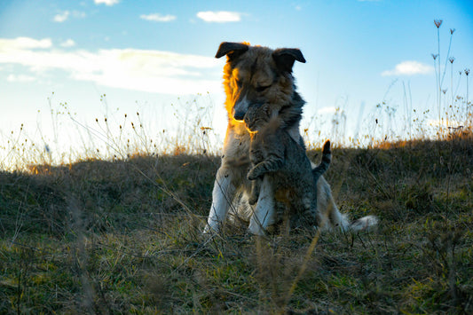 Calming Supplements for Dogs & Cats: Herbal Alternatives for Natural Stress Relief