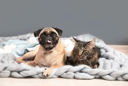 Preparing Your Pet for Winter: Essential Joint and Muscle Care Tips