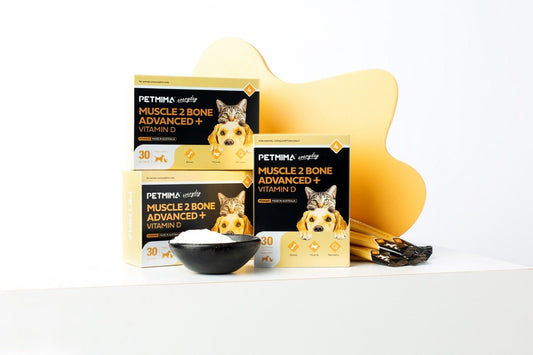 Preparing Your Pet for Winter: Essential Joint and Muscle Care Tips