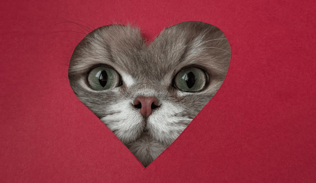 Signs of Heart Disease in Dogs and Cats: Hidden Symptoms Every Pet Owner Should Know