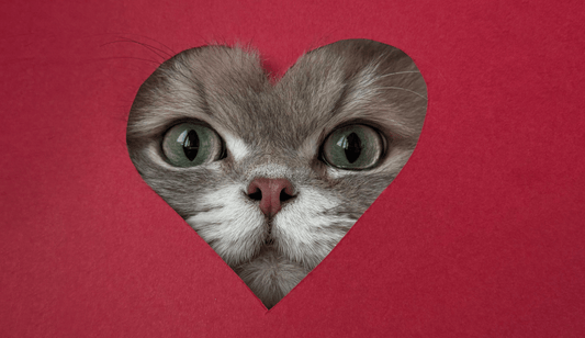 Signs of Heart Disease in Dogs and Cats: Hidden Symptoms Every Pet Owner Should Know