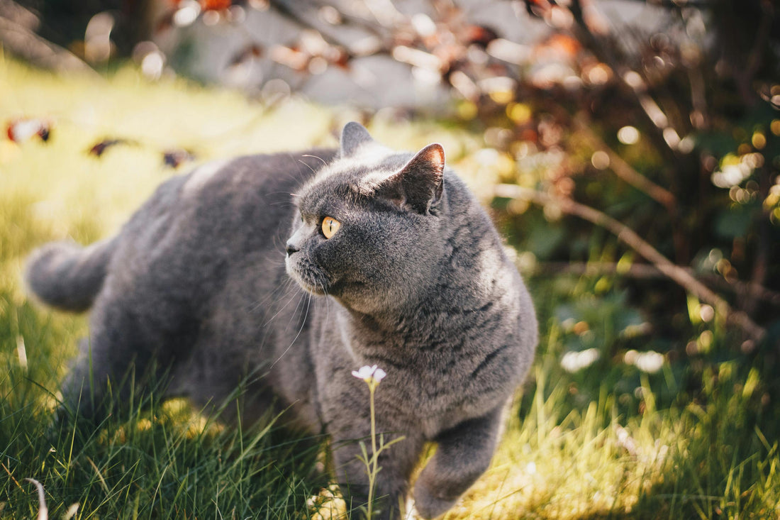 Spring is here—how can I keep my pets safe from fleas, ticks, and shedding?