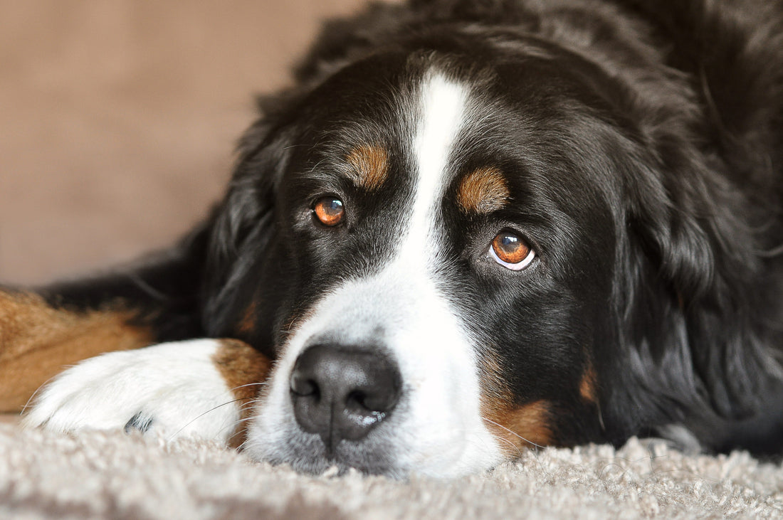 Spring Itch, Parasites and Sensitive Guts: Can Probiotics Support Dogs and Cats?