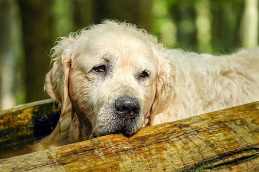 Top 5 Best Senior Supplements Every Older Pet Should Have (Vitality Joint, Cognitive, Immune + More)