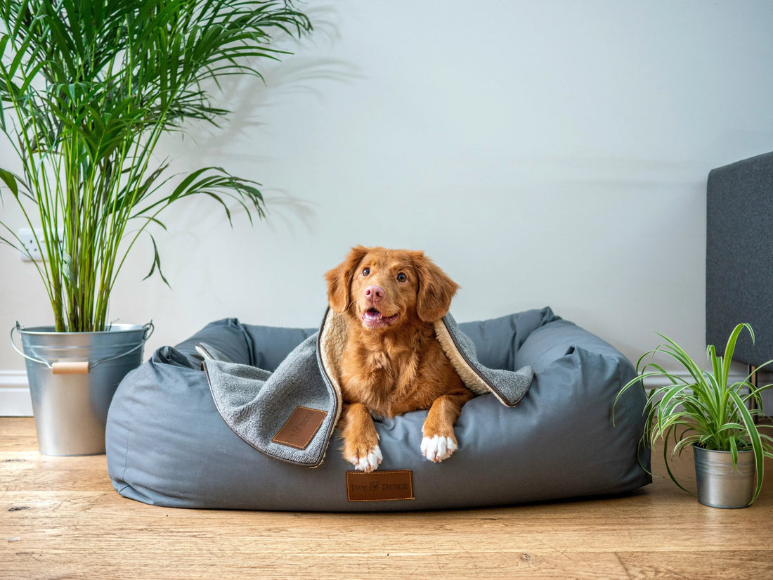 What Are the Pros and Cons of Using Calming Products for Dogs?