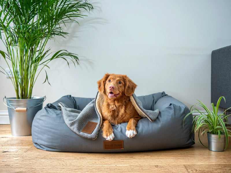 What Are the Pros and Cons of Using Calming Products for Dogs?