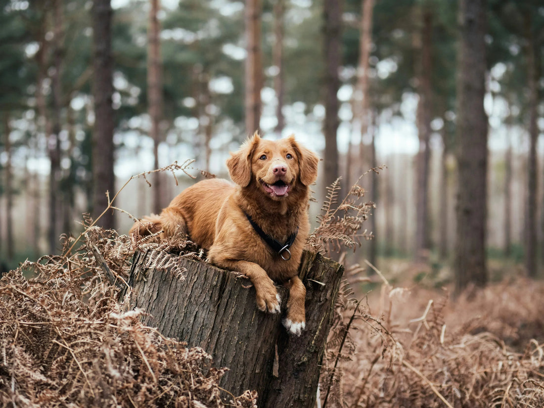 What Is the Best Collagen For Dogs? A Complete Guide for Pet Owners