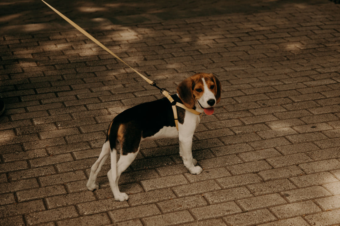 What to avoid if your dog has a heart murmur: a practical guide