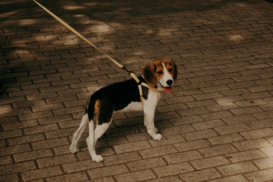 What to avoid if your dog has a heart murmur: a practical guide