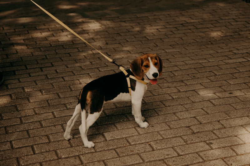 What to avoid if your dog has a heart murmur: a practical guide