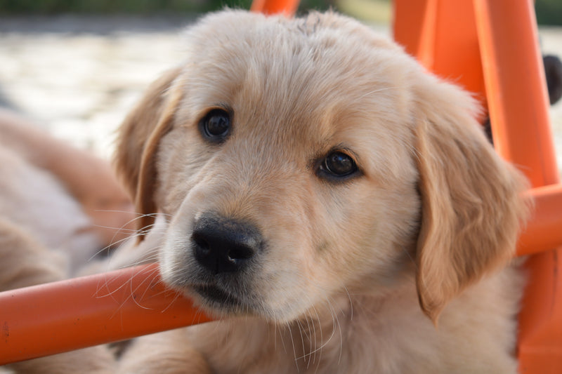 When Itchy Skin Comes With Dog Diarrhea: Could Food Be the Missing Link?