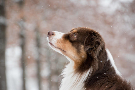 Why Australian Working Dogs Feel So Different From Most Other Breeds
