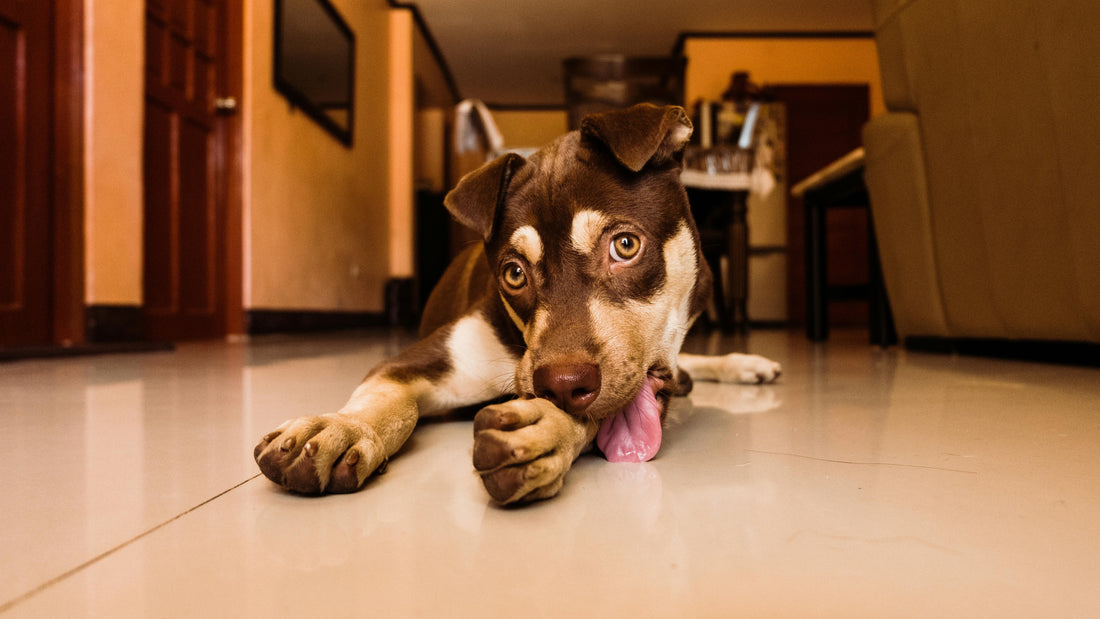 Why Do Dogs Lick Their Paws? Causes, Concerns & How to Help