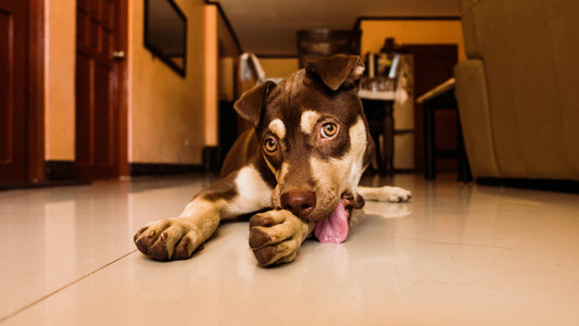 Why Do Dogs Lick Their Paws? Causes, Concerns & How to Help