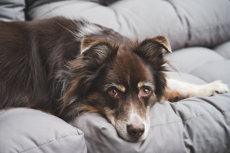 Your Dog Has a Heart Murmur but Seems Fine: What Happens Next, and Where Does CoQ10 Fit?