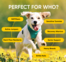 joint supplement for dogs perfect for who