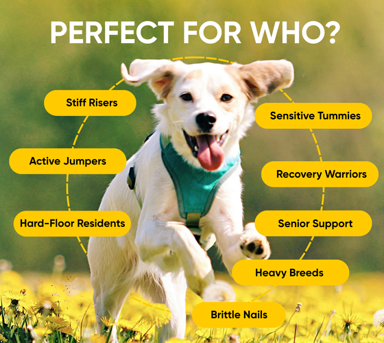 joint supplement for dogs perfect for who