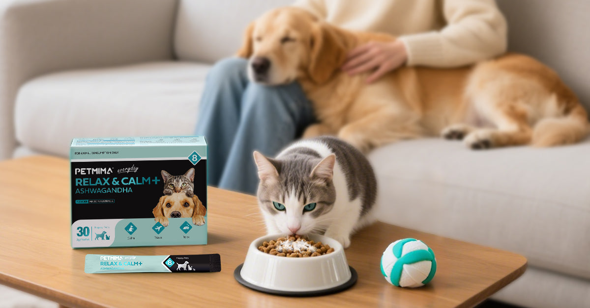 Cat eating from a bowl with a dog and person in the background, Dog Anxiety & Calming Products Vet Approved PETMIMA Relax & Calm