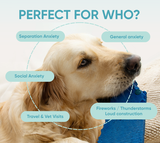 anxiety supplements for dogs & cats