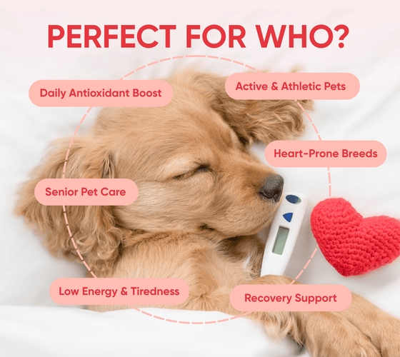 heart supplements for dogs perfect for who