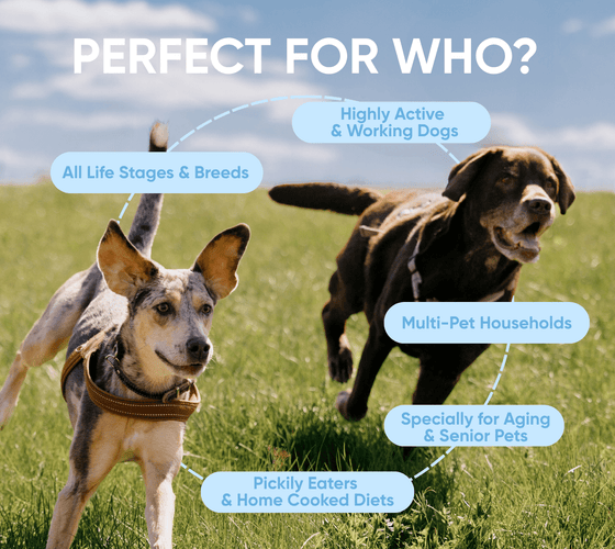 dog multivitamin benefits perfect for who