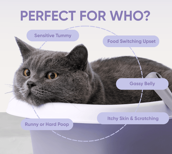 probiotics for dogs perfect for who