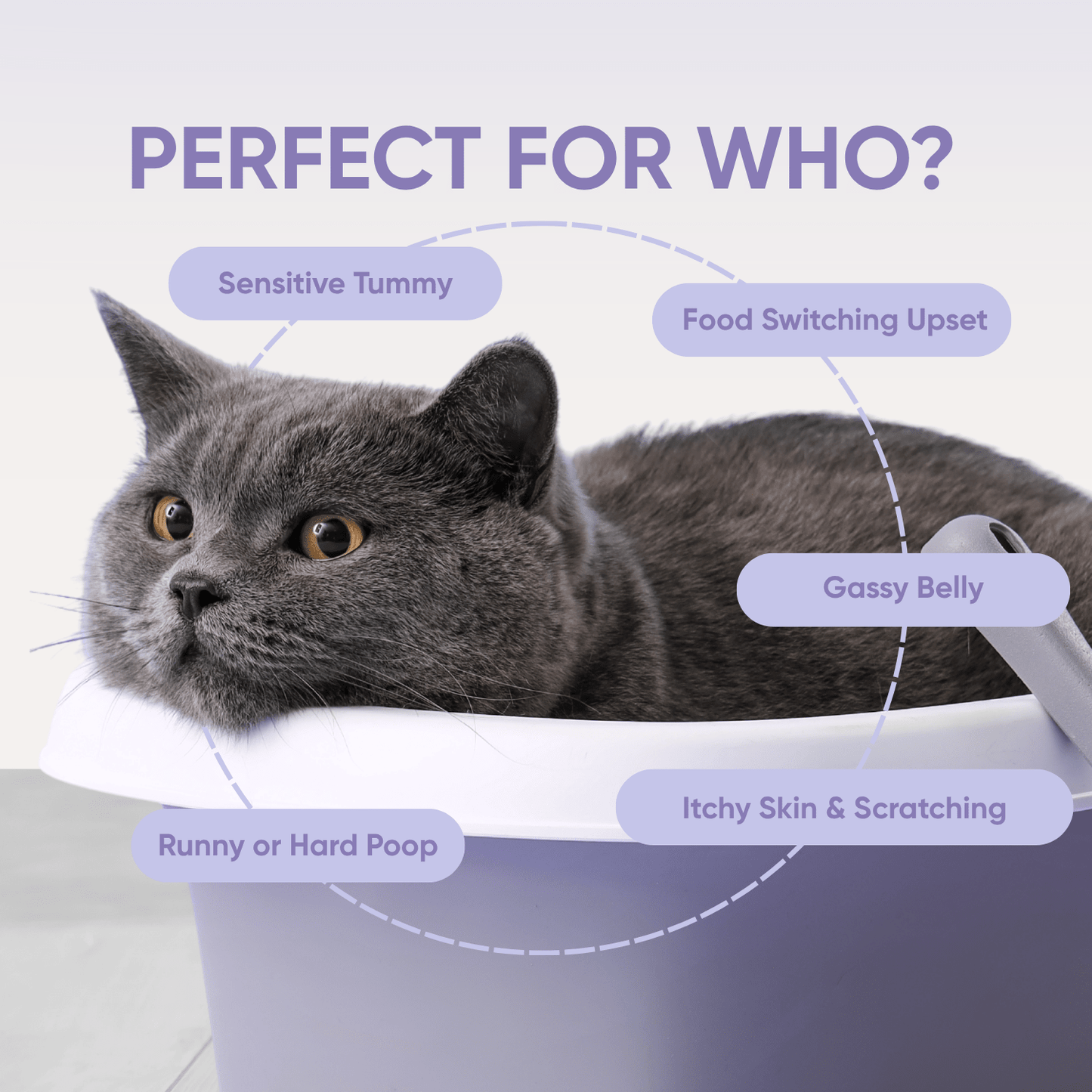 probiotics for dogs perfect for who