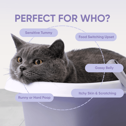 probiotics for dogs perfect for who