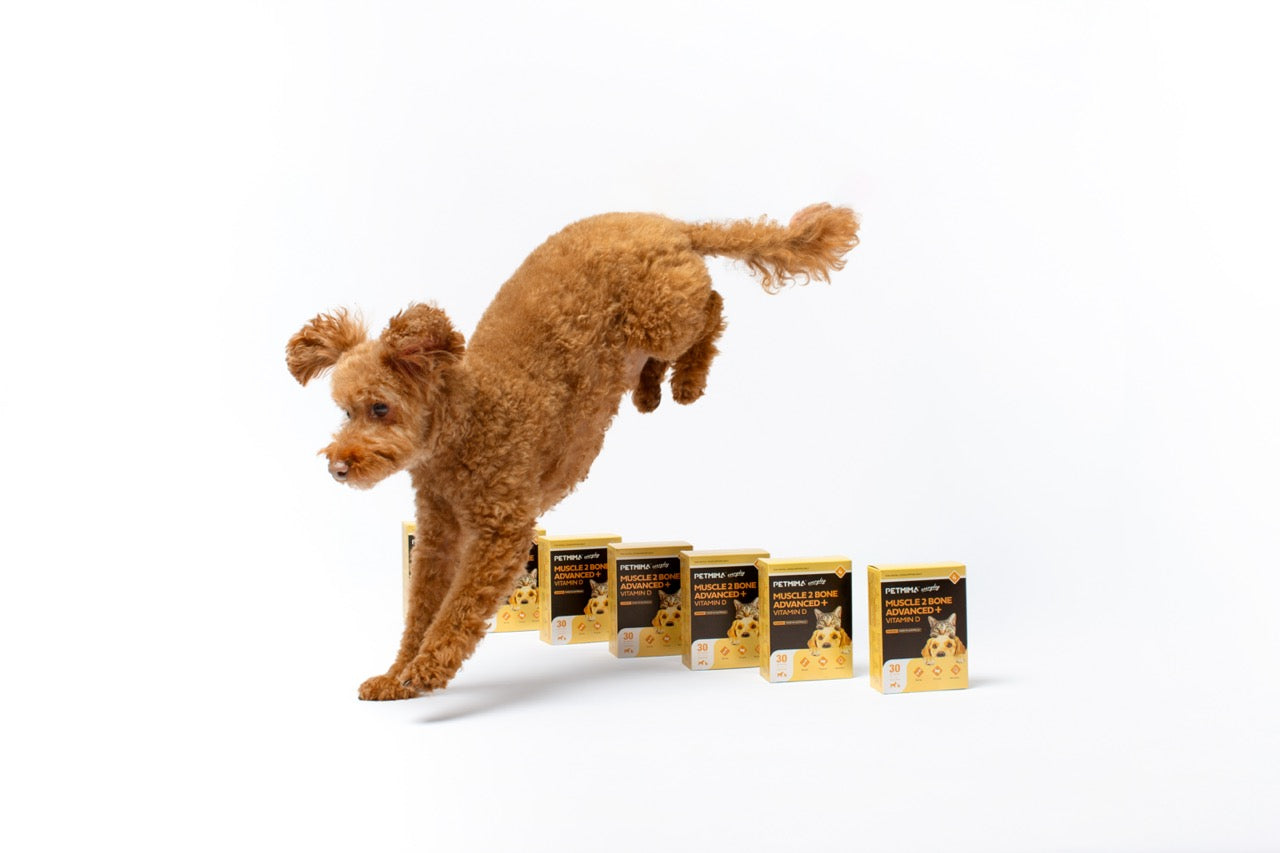 dog muscle supplements