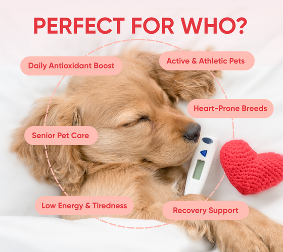 heart supplements for dogs perfect for who
