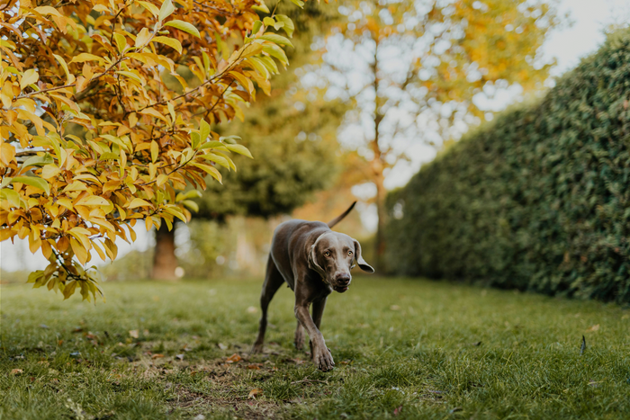 Dog Image 3