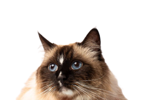 Miss Calico