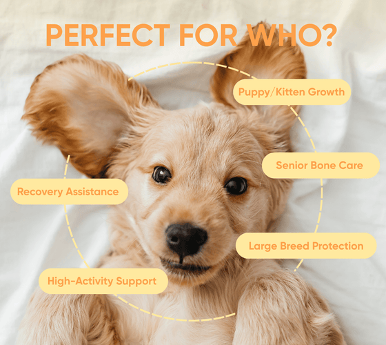 dog muscle supplements perfect for who