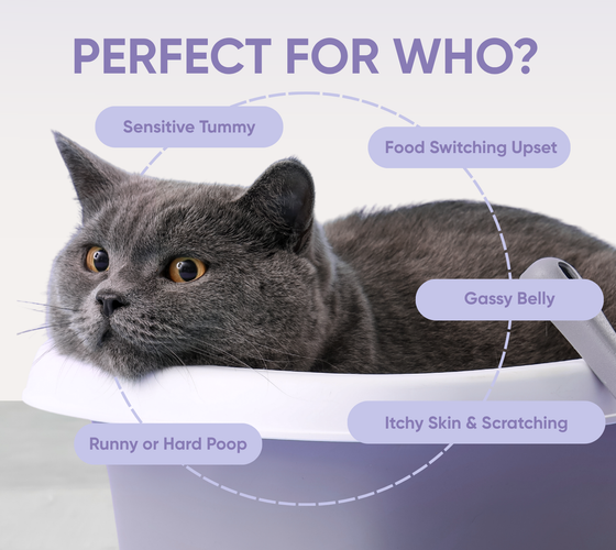 probiotics for dogs perfect for who