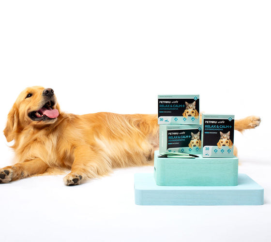 dog calming products