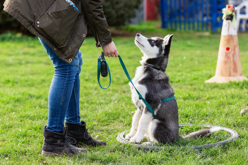 Does your pet have any of these?