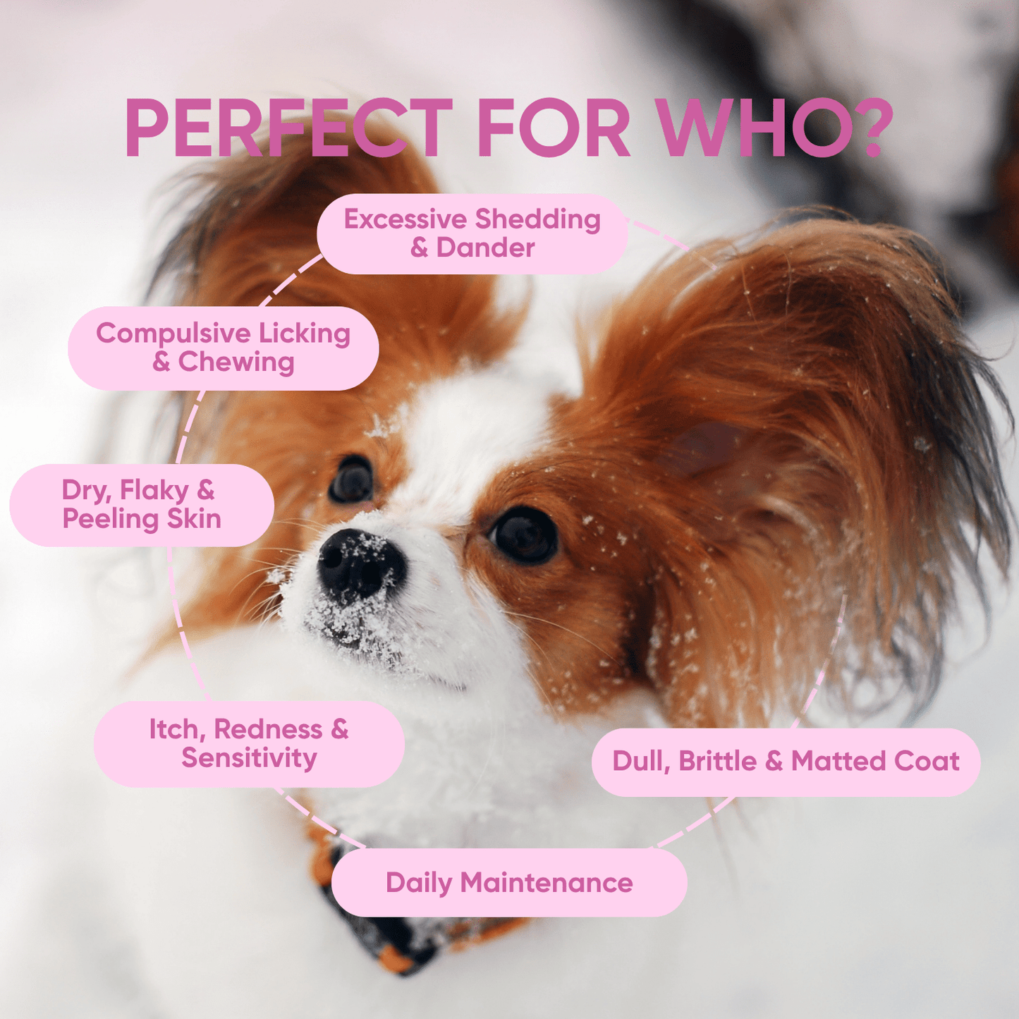 skin supplements for dogs perfect for who