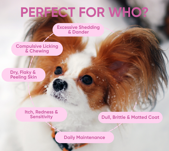 skin supplements for dogs perfect for who