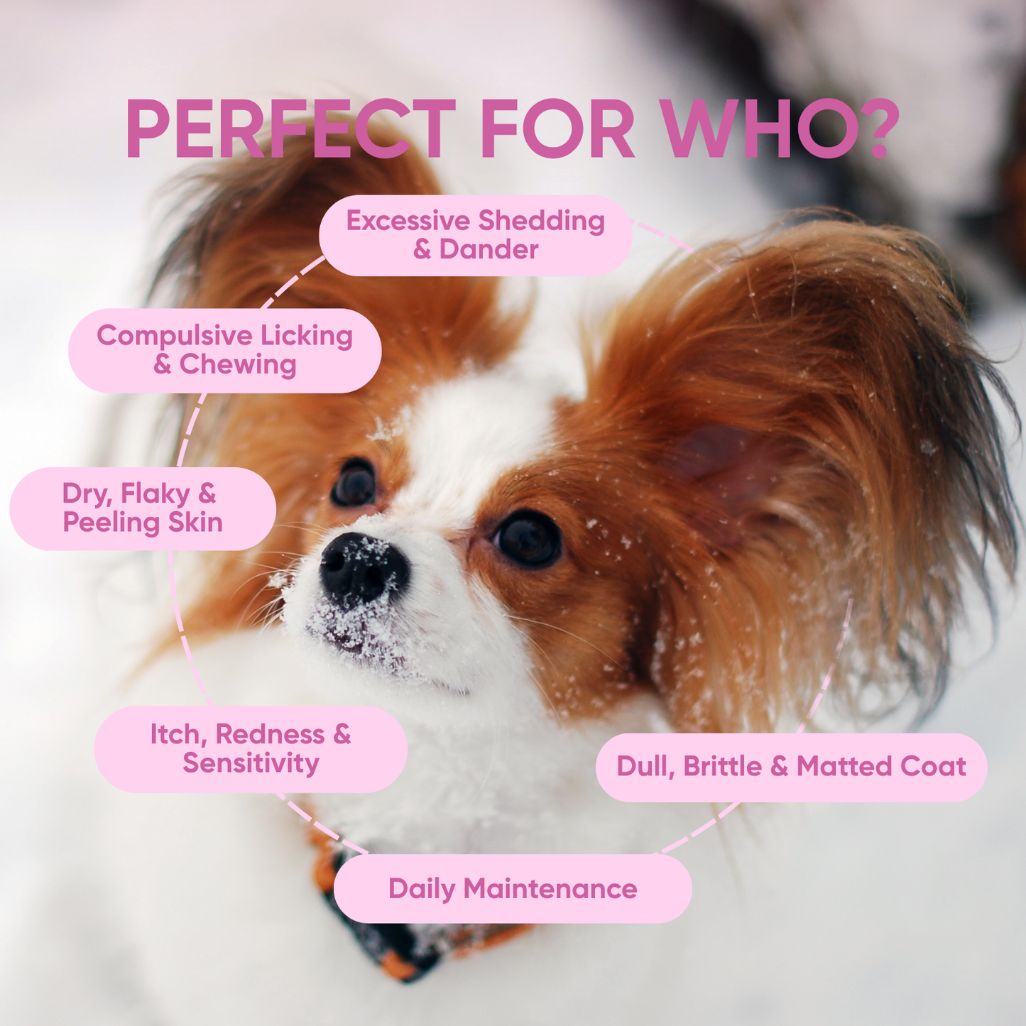 skin supplements for dogs perfect for who