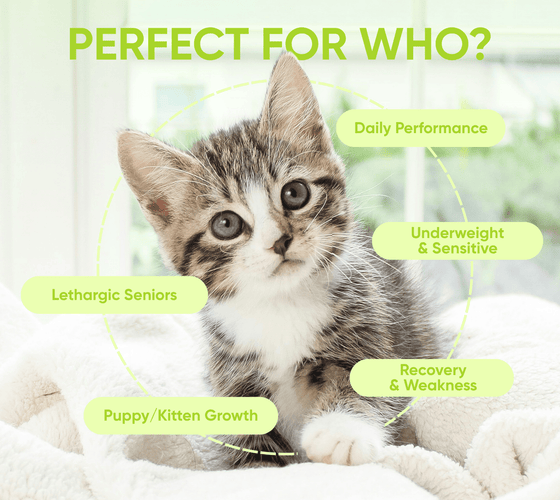 cat vitamins perfect for who